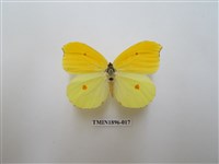 藏品(圓翅鉤粉蝶)的圖片